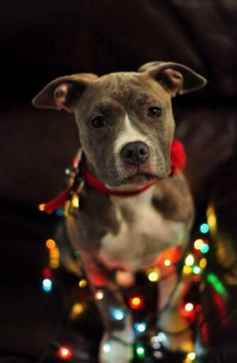 American Pit Bull Terrier Merry Happy Christmas Day Card Puppy Holiday