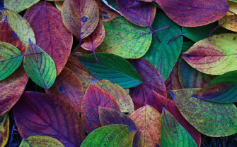 Autumn Leaves Desktop Background Wallpaper
