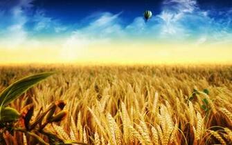Cornfield HD Wallpaper Desktop Pixel Popular