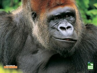 Gorilla Wallpaper
