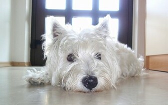 Super Lazy Westie Again By Rejzor