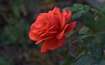 Roses Image Pretty Wallpaper Photos