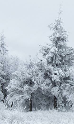 Snow HD Live Wallpaper For Android