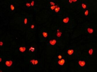 Pictures Descargar Corazones Con Brillos Para Celular Animacion Gif