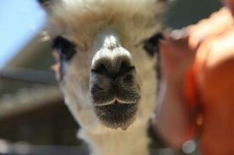 Ing Animals Llama HD Wallpaper Color Palette Tags