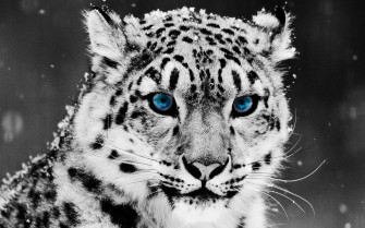 Black Leopard Background Wallpaper