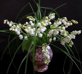 Lily Of The Valley Wallpaper