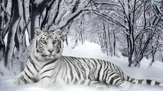 White Tigers Wallpaper