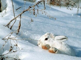 Snow Bunny Wild Animals Wallpaper
