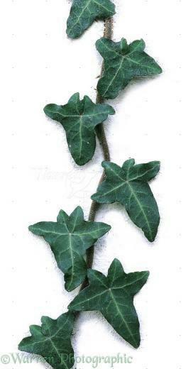 Wp07574 Ivy Hedera Helix Europe
