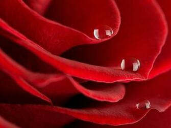 Flowers For Flower Lovers Red Rose Desktop HD Wallpaper