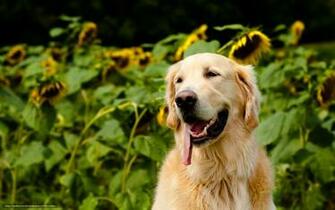 Wallpaper Dog Summer Nature Desktop In The
