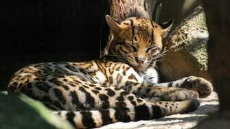 Ocelot Wallpaper