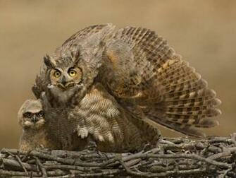 Owl Protect The Baby Wallpaper