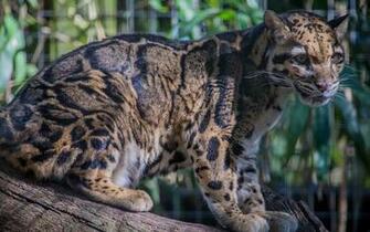 Clouded Leopard Computer Wallpaper Desktop Background