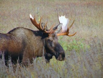 Moose Wallpaper Background