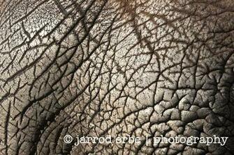 Elephant Skin Jarrod Erbe