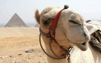 Animal Camel Wallpaper