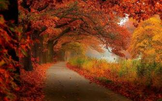 Autumn Foliage Wallpaper