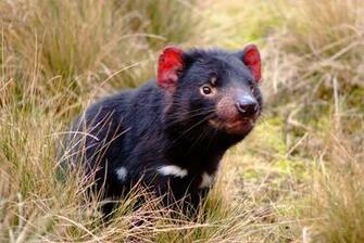 Tasmanian Devil Computer Wallpaper Desktop Background