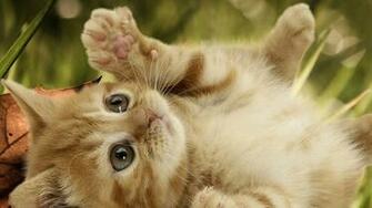 Cute Cat Wallpaper HD