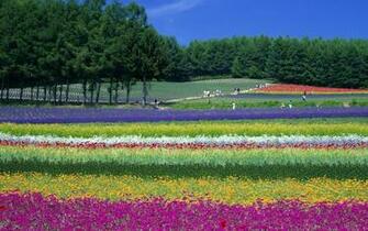 Furano Lavender Field Wallpaper