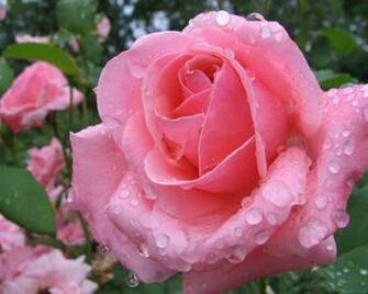 Flowers Roses Nature Flower Desktop Wallpaper