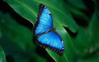 Blue Butterfly Widescreen HD Wallpaper