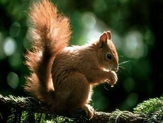 Squirrel Wallpaper Pictures For Desktop