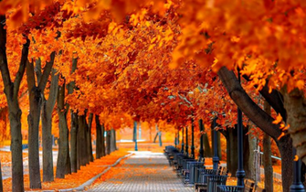 Forest Park Wallpaper Apk Android Personalization Apps