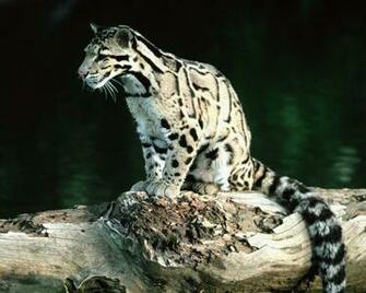 Clouded Leopard Desktop Pc And Mac Wallpaper