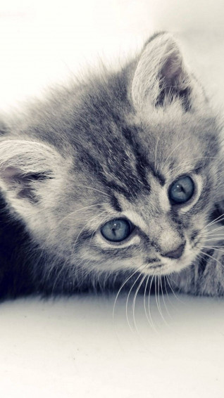 Cat iPhone Wallpaper