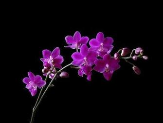 Beautiful Orchid Dekstop Wallpaper HD