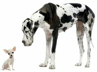 Black And White Great Dane Dog Photo Wallpaper Beautiful