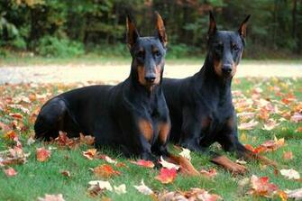 Dobermans Dogs Wallpaper