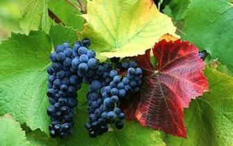 Grapes Wallpaper