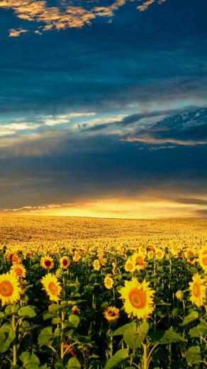 Nature Splendid Vast Sunflower Field iPhone 6s Plus Wallpaper