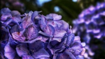 Lilac Wallpaper