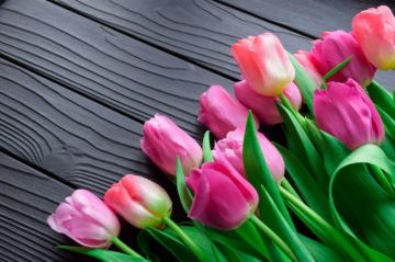 Best Tulip Pictures HD Image