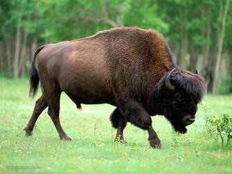 HD Image Buffalo Wallpaper