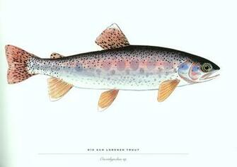 Fish Trout Wallpaper