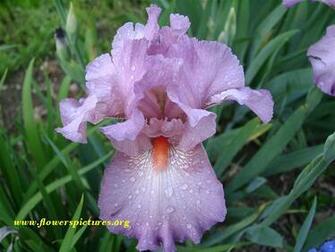 Light Purple Iris File Large Image Pixels 9mb