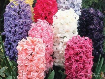 Hyacinth Theme