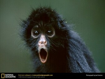 Monkey Picture Spider Desktop Wallpaper