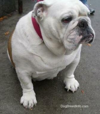 White Olde English Bulldog Image Pictures Becuo