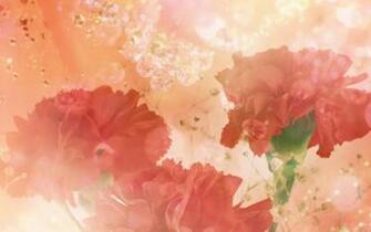 Carnations Wallpaper