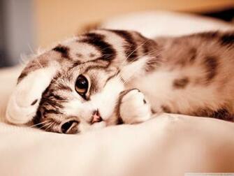 Funny Lazy Cat 4k HD Desktop Wallpaper For Ultra Tv