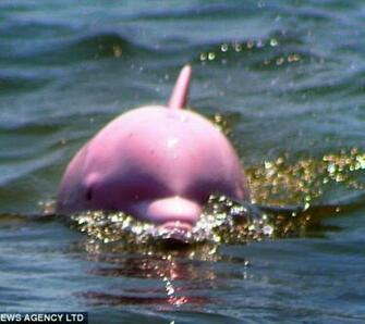 Pink Dolphin Wallpaper HD Fine