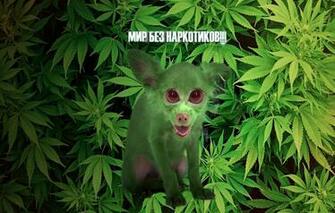 Wallpaper Greens Grass Eyes Look Dog Background Hemp