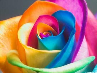 The Perfect Rainbow Rose Wallpaper